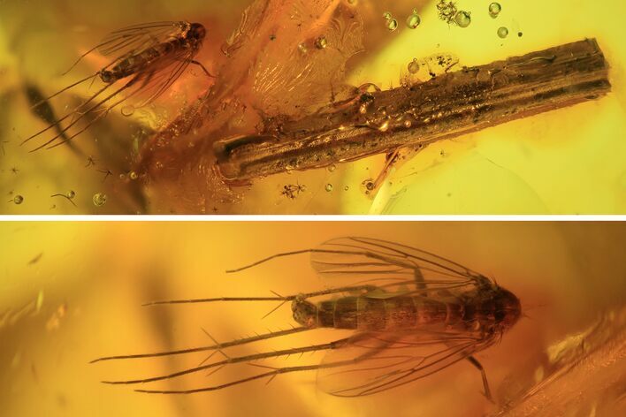 Detailed Fossil Fly (Diptera) & Wood Splinter In Baltic Amber #90869